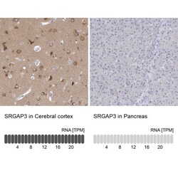 SRGAP3 Antibody, Novus Biologicals 0.1mL; Unlabeled:Antibodies, Polyclonal